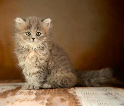 گربه پرشین خاكستری