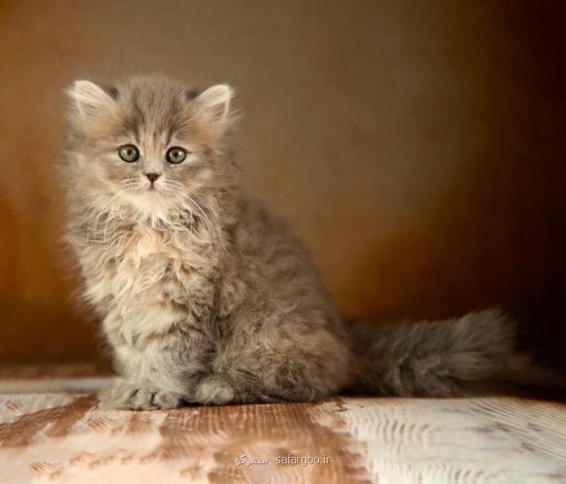 گربه پرشین خاكستری