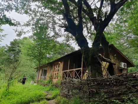 طبیعت بکر شهسوار در مقابل کاشت ویلا در جنگل