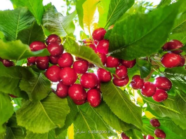 90 رویداد گردشگری در تیرماه