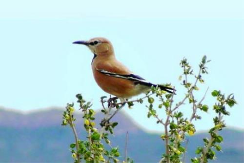 دوازدهمین جشنواره سفر به زیستگاه زاغ بور فرصتی برای مشاهده تنها پرنده اندمیک ایران