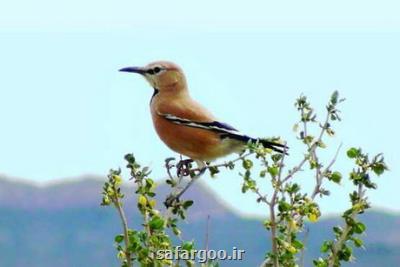 دوازدهمین جشنواره سفر به زیستگاه زاغ بور فرصتی برای مشاهده تنها پرنده اندمیک ایران