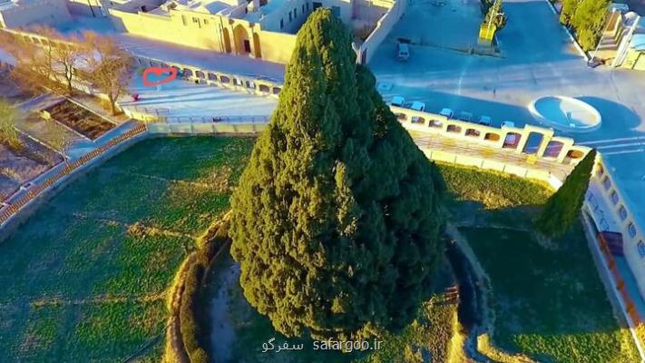 محصورتر شدن سرو ابرکوه با ساخت اتاق نگهبانی در زمینه