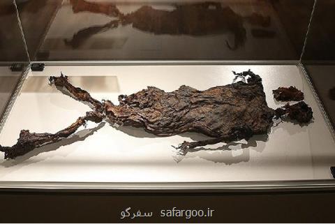 دستخط ونگوگ در موزه ملی، مومیایی با پوست و بدون استخوان