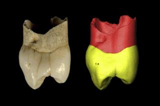 ایران در فهرست كشورهای دارای بقایای انسان نئاندرتال قرار گرفت