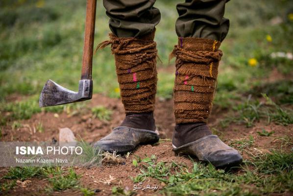 سیاه گالش نماد حافظ زیست بوم كوهستان های گیلان