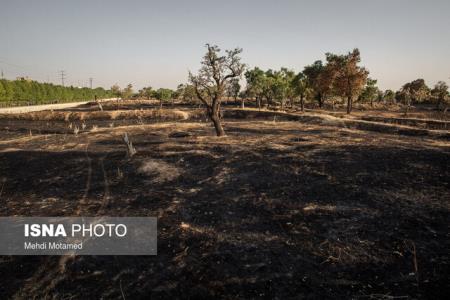 آتش به باغستان قزوین هم رحم نكرد