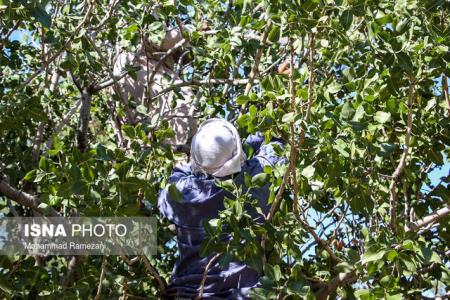 نظر باغداران باغستان قزوین درمورد شورای فنی میراث فرهنگی چیست؟