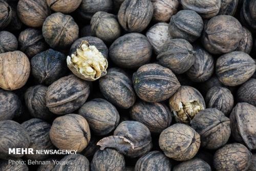 مهارت پخت كوكوی گردوی تویسركان ثبت ملی شد