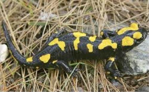 ممنوعیت زنده گیری و حمل و نقل سمندر كوهستانی